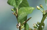 Citron. Chenille se métamorphosant. Cliquer pour agrandir l'image.