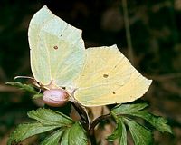 Citron. Cliquer pour agrandir l'image.