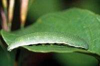 Citron. Chenille. Cliquer pour agrandir l'image.