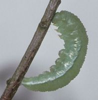 Citron. Chenille près de se chrysalider. Cliquer pour agrandir l'image.