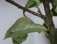 Citron. Chrysalide. Cliquer pour agrandir l'image.