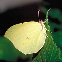 Citron. Mâle dessous. Cliquer pour agrandir l'image.