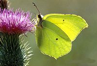 Citron. Cliquer pour agrandir l'image.
