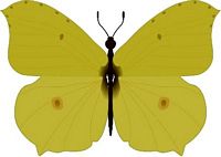 Citron. Cliquer pour agrandir l'image. Citron. Cliquer pour agrandir l'image.
