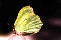 Citron. Cliquer pour agrandir l'image.