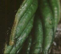 Citron. Chenille jeune. Cliquer pour agrandir l'image.