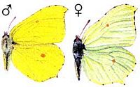 Citron. Dessin. Cliquer pour agrandir l'image.