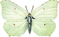 Citron. Femelle. Cliquer pour agrandir l'image.