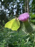 Citron. Sur circe commun. Cliquer pour agrandir l'image.