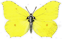 Citron. Dessin mâle. Cliquer pour agrandir l'image.