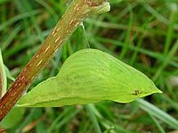 Citron. Chrysalide. Cliquer pour agrandir l'image.