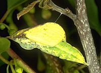 Citron. Chrysalide. Cliquer pour agrandir l'image.