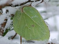 Citron. Sous la neige. Cliquer pour agrandir l'image.