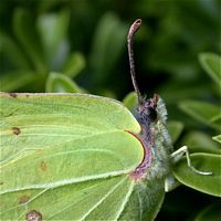 Citron. Cliquer pour agrandir l'image.
