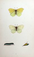 Citron. Planche d'identification Morris. Cliquer pour agrandir l'image.