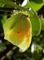 Citron de Provence. Cliquer pour agrandir l'image.