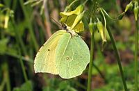 Citron de Provence. Citron de Provence ssp eversi. Cliquer pour agrandir l'image.