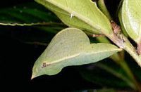 Citron de Provence. Chrysalide. Cliquer pour agrandir l'image.