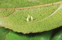 Citron de Provence. Oeufs ssp eversi. Cliquer pour agrandir l'image.