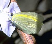Citron de Provence. Cliquer pour agrandir l'image.