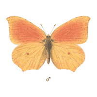 Citron de Provence. Dessin. Cliquer pour agrandir l'image.
