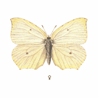 Citron de Provence. Dessin. Cliquer pour agrandir l'image.
