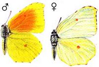 Citron de Provence. Dessin. Cliquer pour agrandir l'image.