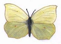 Citron de Provence. Dessin. Cliquer pour agrandir l'image.