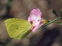 Citron de Provence. Cliquer pour agrandir l'image.