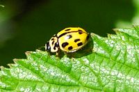 Coccinelle à quatorze points. Vichatel. Cliquer pour agrandir l'image.