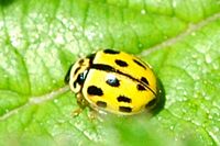 Coccinelle à quatorze points. Vichatel. Cliquer pour agrandir l'image.