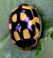 Coccinelle à quatorze points. Cliquer pour agrandir l'image.