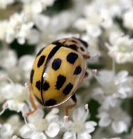 Coccinelle à quatorze points. Cliquer pour agrandir l'image.