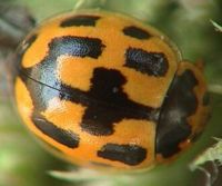 Coccinelle à quatorze points. Cliquer pour agrandir l'image.