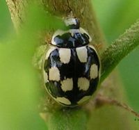 Coccinelle à quatorze points. Cliquer pour agrandir l'image.