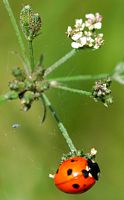 Coccinelle à sept points. Cheires de Côme. Cliquer pour agrandir l'image.