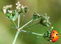 Coccinelle à sept points. Cheires de Côme. Cliquer pour agrandir l'image.