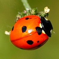 Coccinelle à sept points. Cheires de Côme. Cliquer pour agrandir l'image.