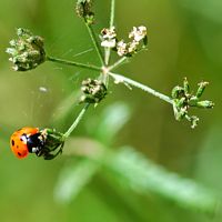 Coccinelle à sept points. Cheires de Côme. Cliquer pour agrandir l'image.