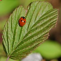 Coccinelle à sept points. Montchier. Cliquer pour agrandir l'image.