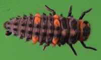 Coccinelle à sept points. Larve. Cliquer pour agrandir l'image.