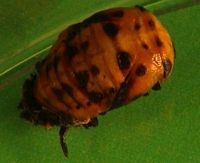 Coccinelle à sept points. Nymphe. Cliquer pour agrandir l'image.