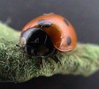 Coccinelle à sept points. Imago. Cliquer pour agrandir l'image.