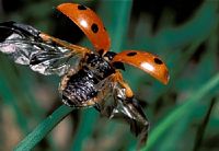 Coccinelle à sept points. Envol. Cliquer pour agrandir l'image.
