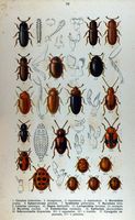 Coccinellidés. Planche d'identification reitter 098. Cliquer pour agrandir l'image.