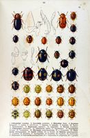 Coccinellidés. Planche d'identification reitter 099. Cliquer pour agrandir l'image.