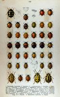 Coccinellidés. Planche d'identification reitter 100. Cliquer pour agrandir l'image.