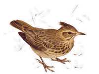 Cochevis huppé. Cliquer pour agrandir l'image.