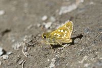 Comma. Cliquer pour agrandir l'image.