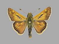 Comma. Mâle. Cliquer pour agrandir l'image.